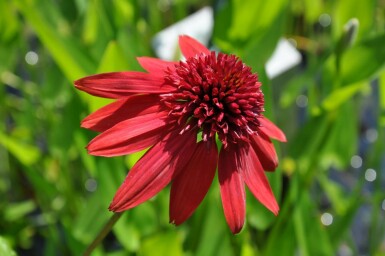 Échinacée Echinacea 'Eccentric' 5-10 Pot 9x9 cm (P9) Echinacea 'Eccentric'