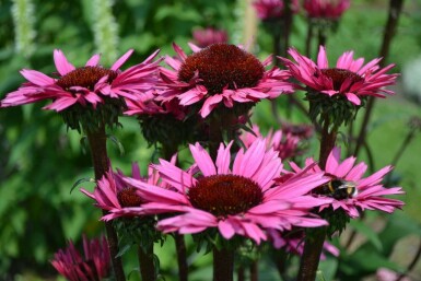 Échinacée Echinacea 'Fatal Attraction' 5-10 Pot 9x9 cm (P9) Echinacea 'Fatal Attraction'