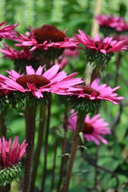 Échinacée Echinacea 'Fatal Attraction' 5-10 Pot 9x9 cm (P9) Echinacea 'Fatal Attraction'