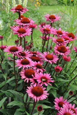 Échinacée Echinacea 'Fatal Attraction' 5-10 Pot 9x9 cm (P9) Echinacea 'Fatal Attraction'