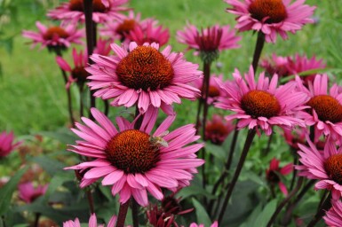 Échinacée Echinacea 'Fatal Attraction' 5-10 Pot 9x9 cm (P9) Echinacea 'Fatal Attraction'