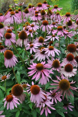 Échinacée pourpre Echinacea purpurea 5-10 Pot 9x9 cm (P9)