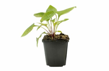 Échinacée pourpre Echinacea purpurea 5-10 Pot 9x9 cm (P9)