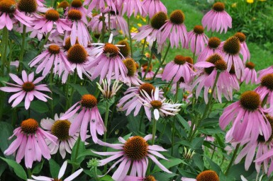 Échinacée pourpre Echinacea purpurea 5-10 Pot 9x9 cm (P9) Echinacea purpurea