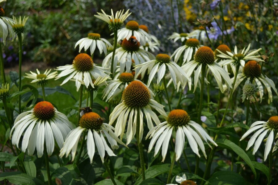 Échinacée pourpre Echinacea purpurea 'Alba' 10-15 Pot 2 l (C2) Echinacea purpurea 'Alba'