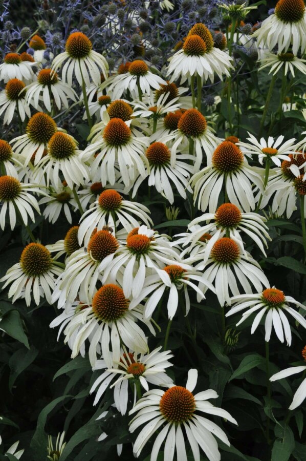 Échinacée pourpre Echinacea purpurea 'Alba' 5-10 Pot 9x9 cm (P9) Echinacea purpurea 'Alba'