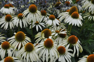 Échinacée pourpre Echinacea purpurea 'Alba' 5-10 Pot 9x9 cm (P9) Echinacea purpurea 'Alba'