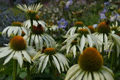 Échinacée pourpre Echinacea purpurea 'Alba' 5-10 Pot 9x9 cm (P9) Echinacea purpurea 'Alba'