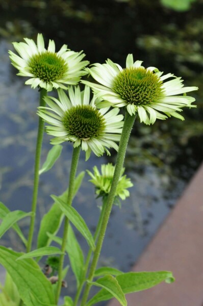 Échinacée pourpre Echinacea purpurea 'Green Jewel' 5-10 Pot 9x9 cm (P9) Echinacea purpurea 'Green Jewel'