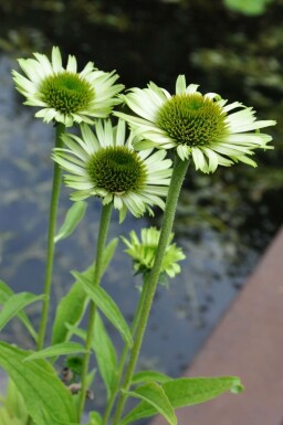 Échinacée pourpre Echinacea purpurea 'Green Jewel' 5-10 Pot 9x9 cm (P9) Echinacea purpurea 'Green Jewel'