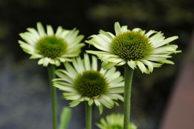 Échinacée pourpre Echinacea purpurea 'Green Jewel' 5-10 Pot 9x9 cm (P9)