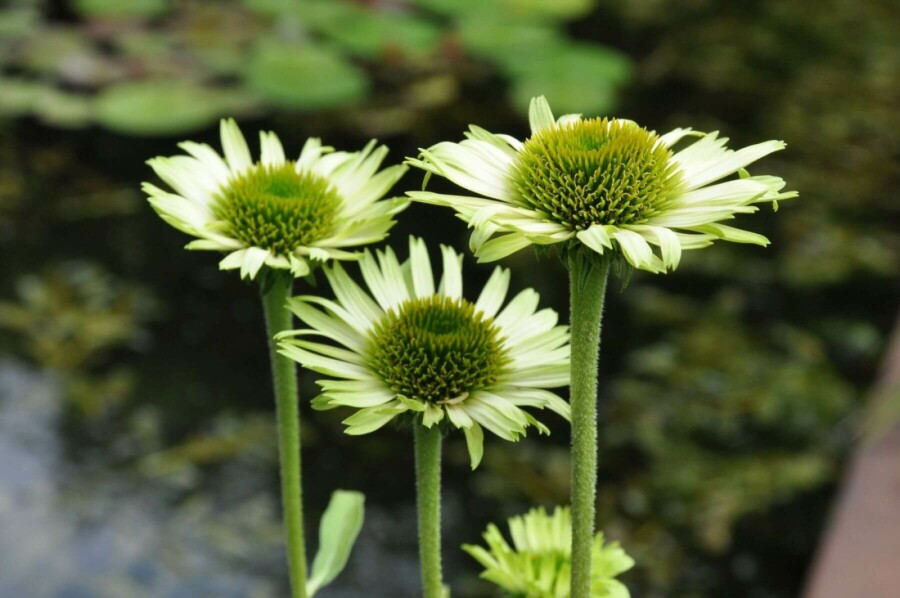 Échinacée pourpre Echinacea purpurea 'Green Jewel' 5-10 Pot 9x9 cm (P9) Echinacea purpurea 'Green Jewel'