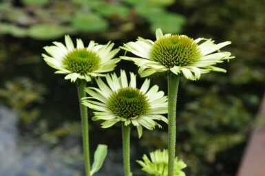 Échinacée pourpre Echinacea purpurea 'Green Jewel' 5-10 Pot 9x9 cm (P9) Echinacea purpurea 'Green Jewel'