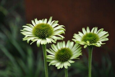 Échinacée pourpre Echinacea purpurea 'Green Jewel' 5-10 Pot 9x9 cm (P9) Echinacea purpurea 'Green Jewel'