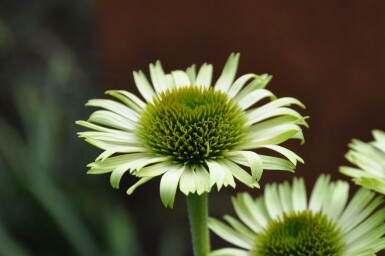Échinacée pourpre Echinacea purpurea 'Green Jewel' 5-10 Pot 9x9 cm (P9) Echinacea purpurea 'Green Jewel'