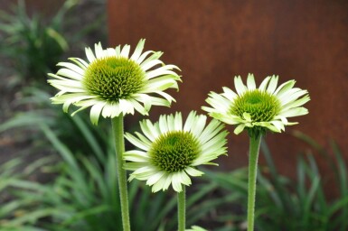Échinacée pourpre Echinacea purpurea 'Green Jewel' 5-10 Pot 9x9 cm (P9) Echinacea purpurea 'Green Jewel'