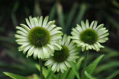 Échinacée pourpre Echinacea purpurea 'Green Jewel' 5-10 Pot 9x9 cm (P9) Echinacea purpurea 'Green Jewel'