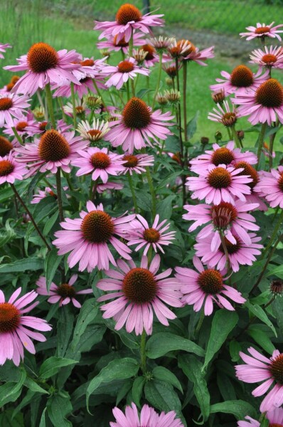 Échinacée pourpre Echinacea purpurea 'Magnus' 10-15 Pot 2 l (C2) Echinacea purpurea 'Magnus'
