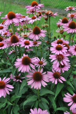 Échinacée pourpre Echinacea purpurea 'Magnus' 5-10 Pot 9x9 cm (P9) Echinacea purpurea 'Magnus'