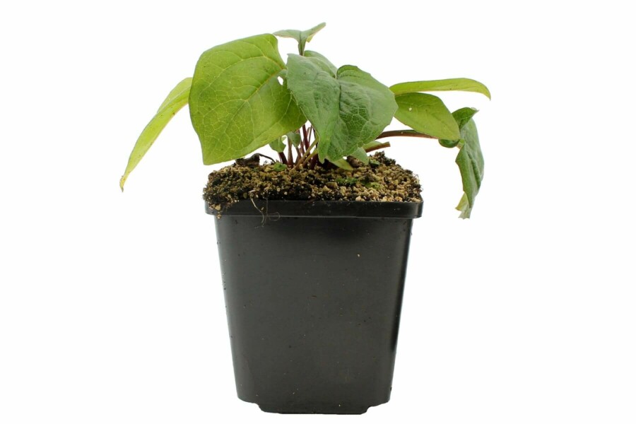 Échinacée pourpre Echinacea purpurea 'Magnus' 5-10 Pot 9x9 cm (P9) Echinacea purpurea 'Magnus'