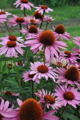 Échinacée pourpre Echinacea purpurea 'Magnus' 5-10 Pot 9x9 cm (P9) Echinacea purpurea 'Magnus'