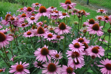 Échinacée pourpre Echinacea purpurea 'Magnus' 5-10 Pot 9x9 cm (P9) Echinacea purpurea 'Magnus'