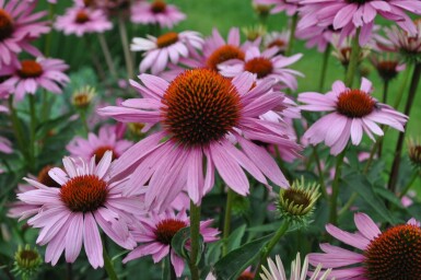 Échinacée pourpre Echinacea purpurea 'Magnus' 5-10 Pot 9x9 cm (P9) Echinacea purpurea 'Magnus'