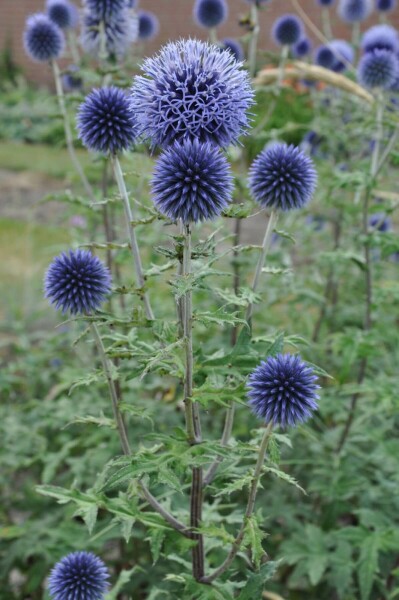 Échinops du Bannat Echinops bannaticus 'Blue Glow' 10-15 Pot 2 l (C2) Echinops bannaticus 'Blue Glow'