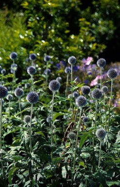 Échinops du Bannat Echinops bannaticus 'Taplow Blue' 5-10 Pot 9x9 cm (P9) Echinops bannaticus 'Taplow Blue'