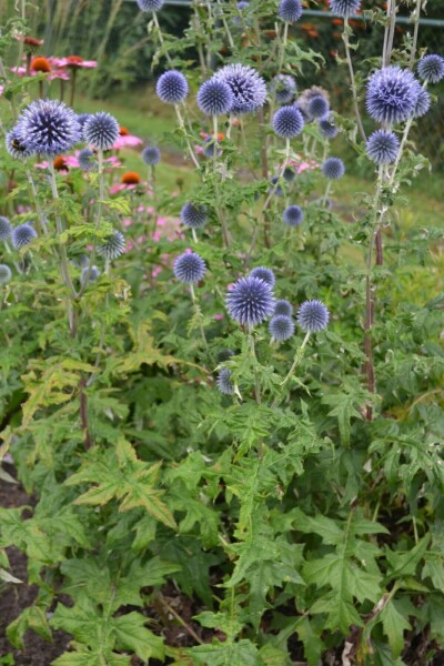 Échinops ritro Echinops ritro 10-15 Pot 2 l (C2) Echinops ritro