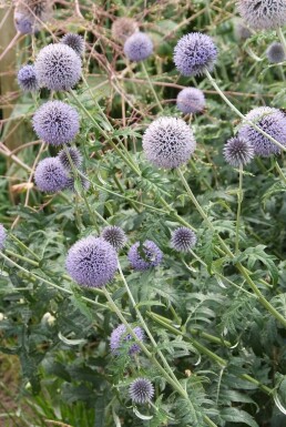 Echinops ritro 'Veitch's Blue'