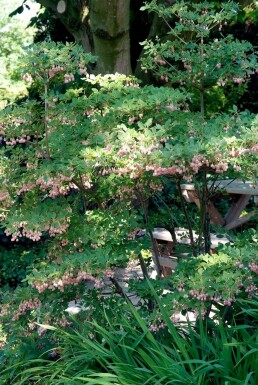 Andromède campanulé Enkianthus campanulatus Arbuste 20-30 Pot 2 l (C2)