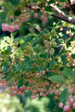 Andromède campanulé Enkianthus campanulatus Arbuste 20-30 Pot 2 l (C2)