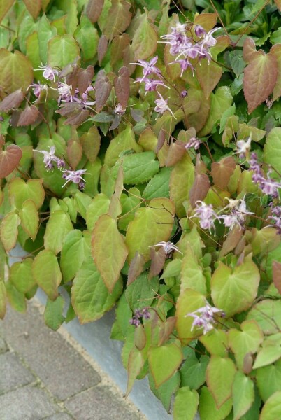 Fleur des elfes Epimedium grandiflorum 'Lilafee' 5-10 Pot 9x9 cm (P9) Epimedium grandiflorum 'Lilafee'