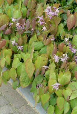 Fleur des elfes Epimedium grandiflorum 'Lilafee' 5-10 Pot 9x9 cm (P9)