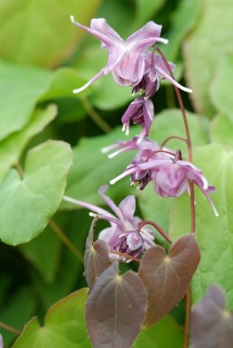 Fleur des elfes Epimedium grandiflorum 'Lilafee' 5-10 Pot 9x9 cm (P9)