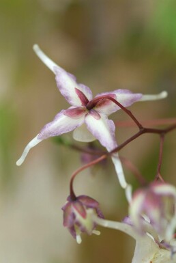 Fleur des elfes Epimedium grandiflorum 'Lilafee' 5-10 Pot 9x9 cm (P9) Epimedium grandiflorum 'Lilafee'
