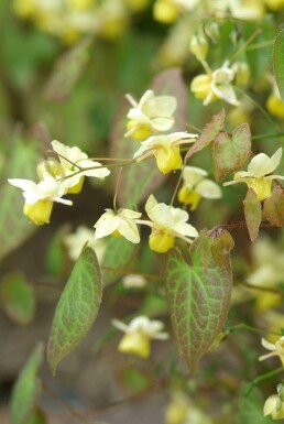 Épimède Epimedium × perralchicum 'Frohnleiten' 5-10 Pot 9x9 cm (P9)