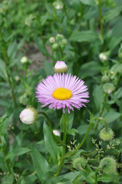 Erigeron 'Rosa Jewel'