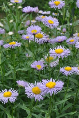 Erigeron speciosus 'Superbus'