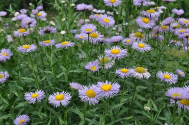Belle vergerette Erigeron speciosus 'Superbus' 5-10 Pot 9x9 cm (P9) Erigeron speciosus 'Superbus'