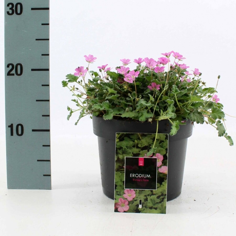 Bec de héron Erodium × variabile 'Bishop's Form' 10-15 Pot 2 l (C2) Erodium × variabile 'Bishop's Form'