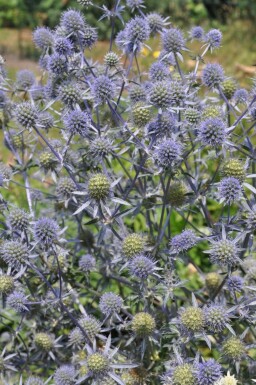 Panicaut plane Eryngium planum 5-10 Pot 9x9 cm (P9)