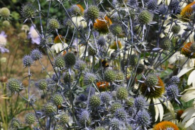 Panicaut plane Eryngium planum 5-10 Pot 9x9 cm (P9) Eryngium planum