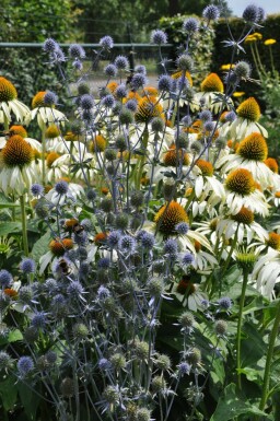 Panicaut plane Eryngium planum 5-10 Pot 9x9 cm (P9) Eryngium planum