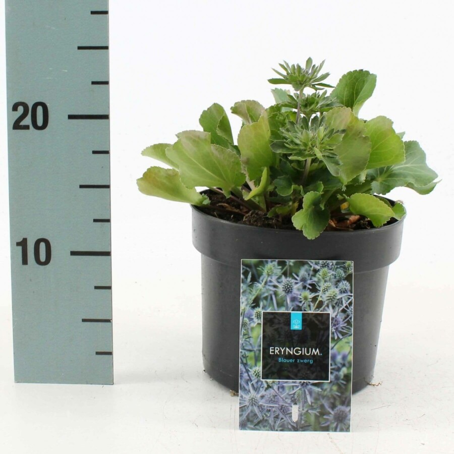 Panicaut plane Eryngium planum 'Blauer Zwerg' 10-15 Pot 2 l (C2) Eryngium planum 'Blauer Zwerg'