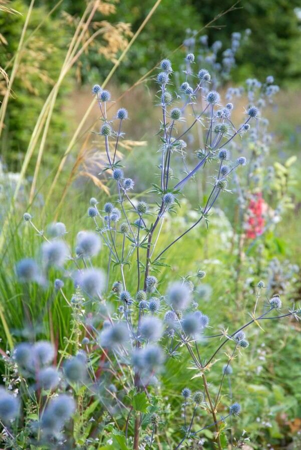 Panicaut plane Eryngium planum 'Blauer Zwerg' 5-10 Pot 9x9 cm (P9) Eryngium planum 'Blauer Zwerg'
