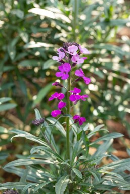 Vélar Erysimum 'Bowles Mauve' 5-10 Pot 9x9 cm (P9) Erysimum 'Bowles Mauve'