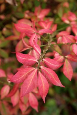 Fusain ailé Euonymus alatus Arbuste 20-30 Pot 2 l (C2)