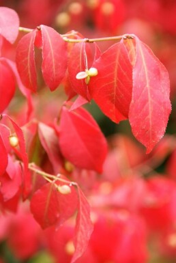 Fusain ailé Euonymus alatus Arbuste 20-30 Pot 2 l (C2)